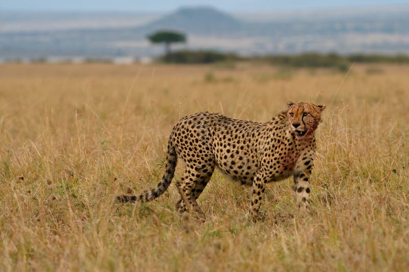 5 Days Serengeti Budget Adventure - Safari Gallery
