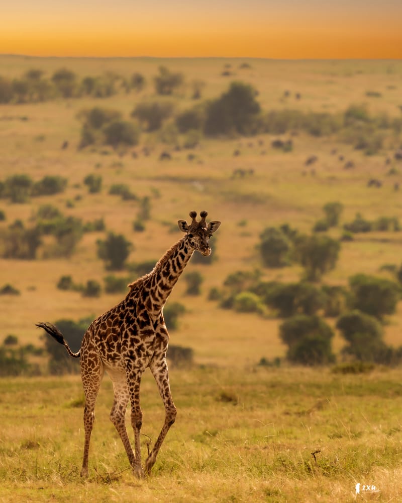 5 Days Serengeti Budget Adventure - Safari Gallery