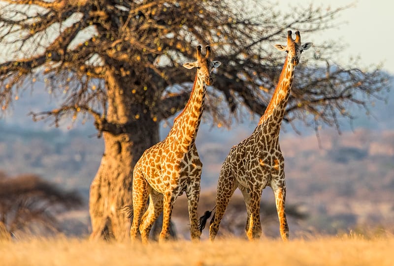 4 Days – Tanzania Camping Safari: Tarangire, Serengeti & Ngorongoro - Safari Gallery