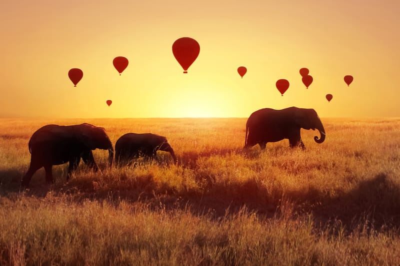 4 Days – Tanzania Camping Safari: Tarangire, Serengeti & Ngorongoro - Safari Gallery
