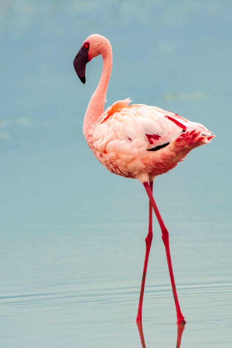 4 Days – Tanzania Camping Safari: Tarangire, Serengeti & Ngorongoro - Safari Gallery