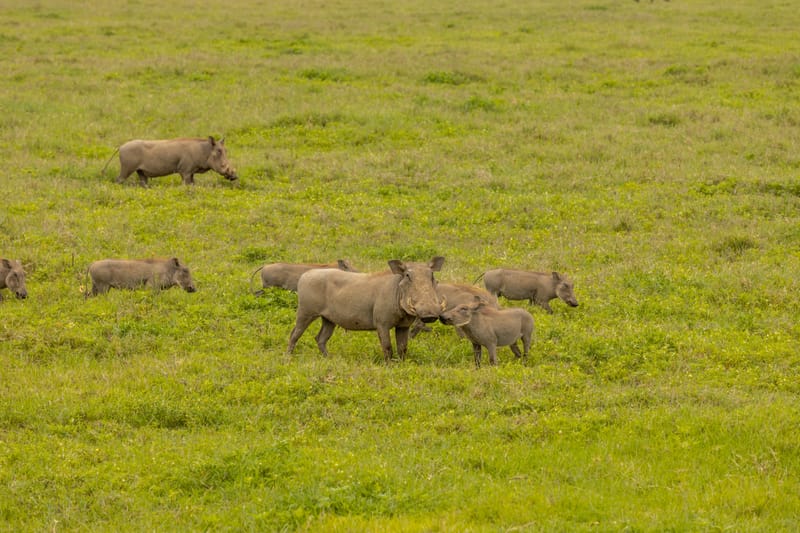 4 Days – Tanzania Camping Safari: Tarangire, Serengeti & Ngorongoro - Safari Gallery