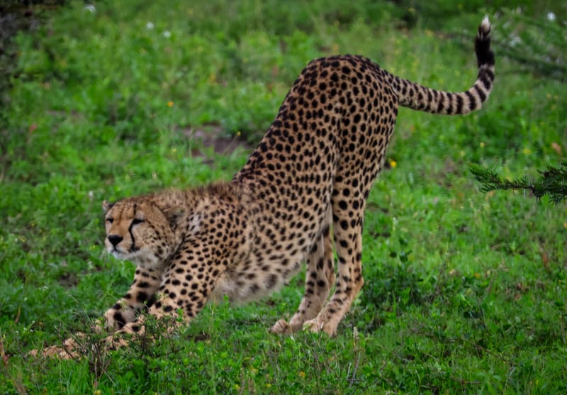 4 Days – Tanzania Camping Safari: Tarangire, Serengeti & Ngorongoro - Safari Gallery