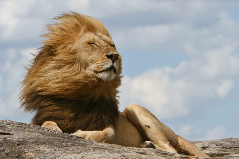 4 Days Luxury Tanzania Highlights Safari - Safari Gallery