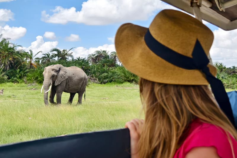 4 Days Luxury Tanzania Highlights Safari - Safari Gallery