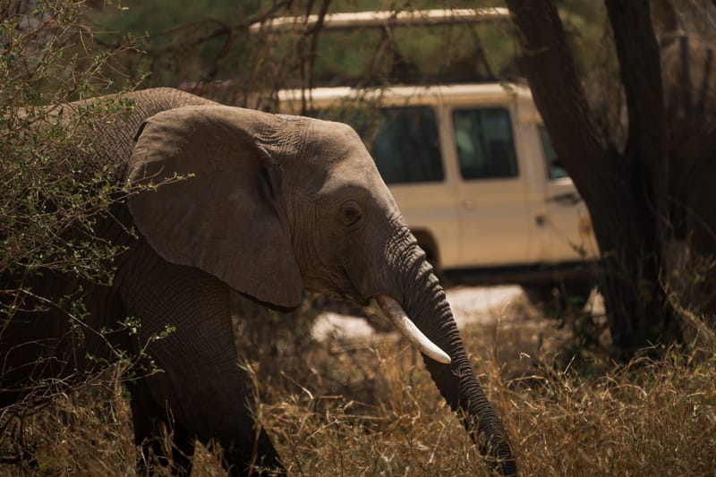 4 Days Luxury Tanzania Highlights Safari - Safari Gallery