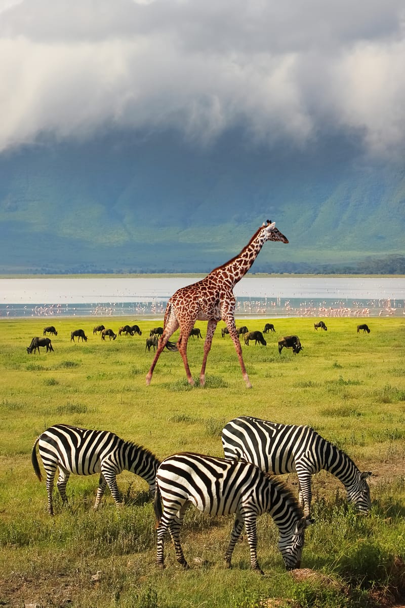 4 Days Luxury Tanzania Highlights Safari - Safari Gallery