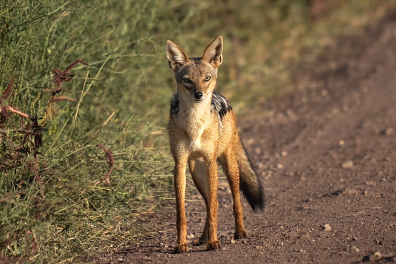 4 Days Luxury Tanzania Highlights Safari - Safari Gallery