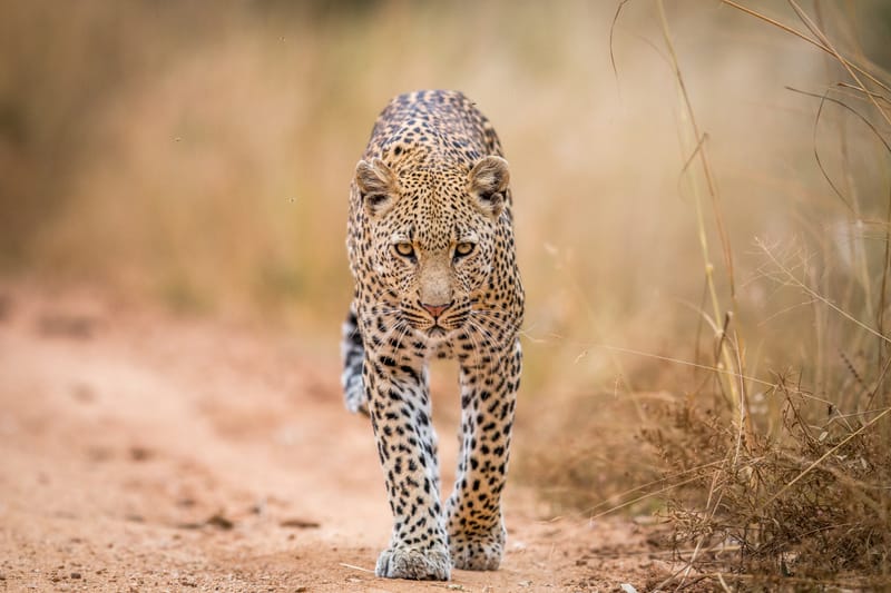 5 Days – Ultimate Serengeti & Ngorongoro Luxury Safari - Safari Gallery