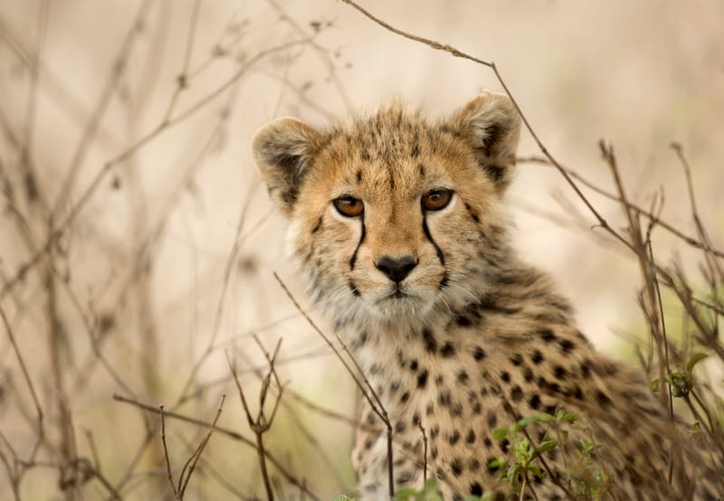 5 Days – Ultimate Serengeti & Ngorongoro Luxury Safari - Safari Gallery
