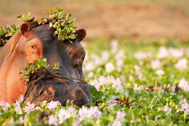 5 Days – Ultimate Serengeti & Ngorongoro Luxury Safari - Safari Gallery