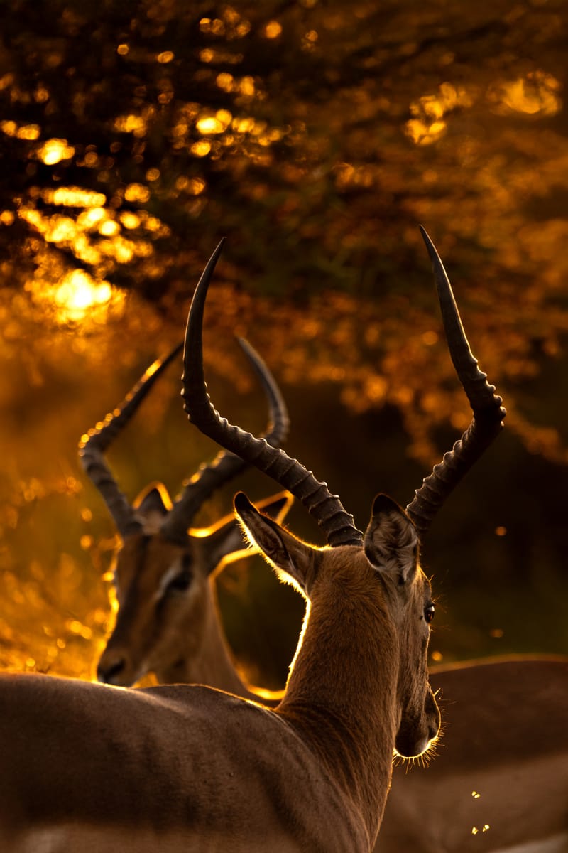 5 Days – Ultimate Serengeti & Ngorongoro Luxury Safari - Safari Gallery