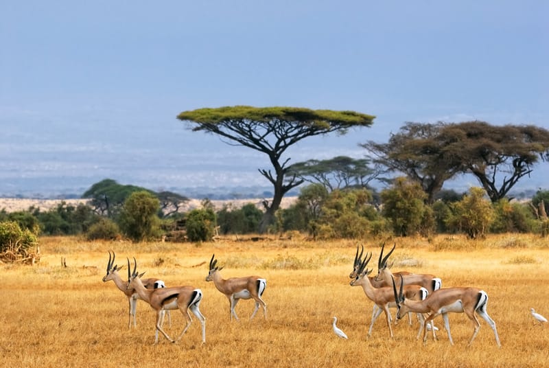 5 Days – Ultimate Serengeti & Ngorongoro Luxury Safari - Safari Gallery