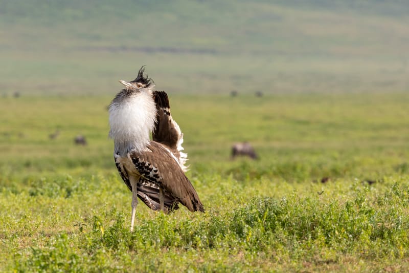 5 Days – Ultimate Serengeti & Ngorongoro Luxury Safari - Safari Gallery
