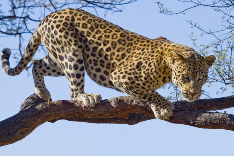 7 Days – Luxury Serengeti & Great Migration Safari - Safari Gallery