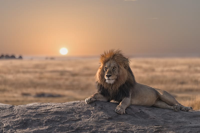 7 Days – Luxury Serengeti & Great Migration Safari - Safari Gallery