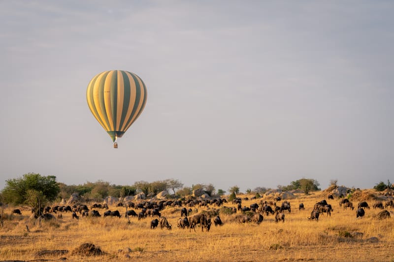 7 Days – Luxury Serengeti & Great Migration Safari - Safari Gallery