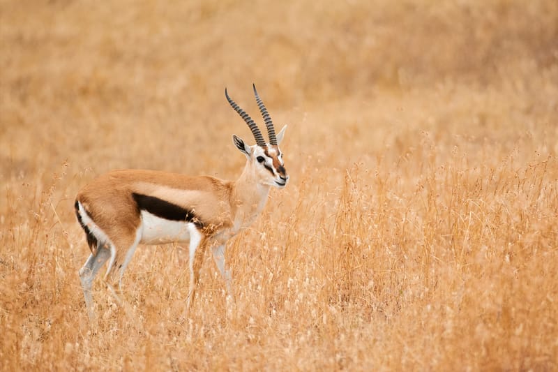 7 Days – Luxury Serengeti & Great Migration Safari - Safari Gallery