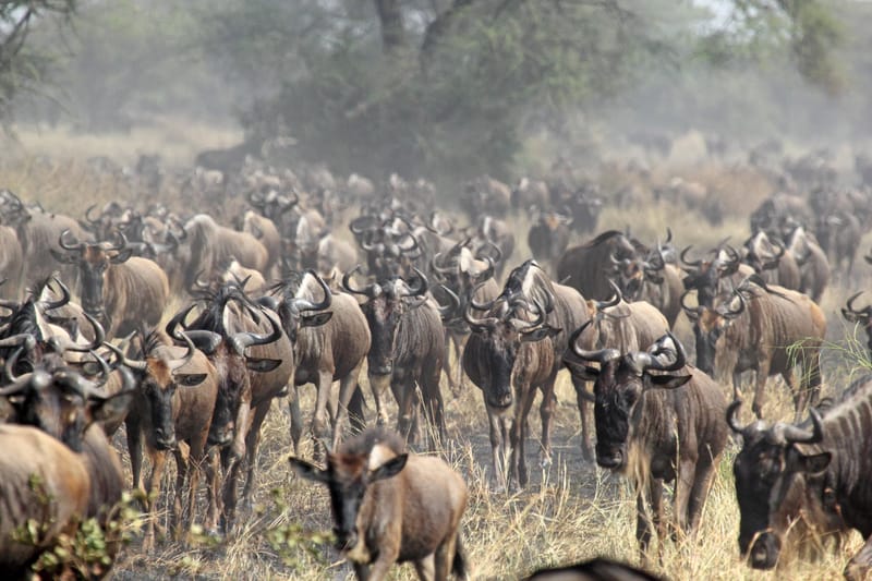 5 Days Ndutu Migration Safari - Safari Gallery