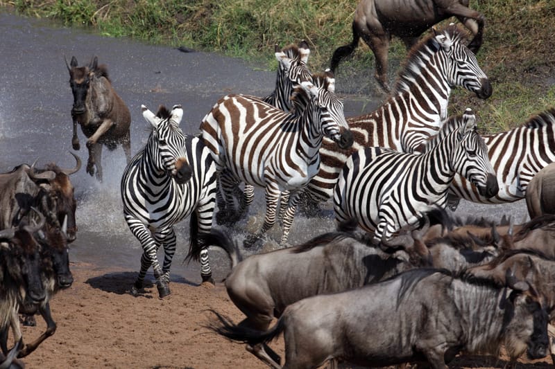 5 Days Ndutu Migration Safari - Safari Gallery