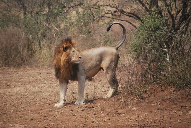 5 Days Ndutu Migration Safari - Safari Gallery