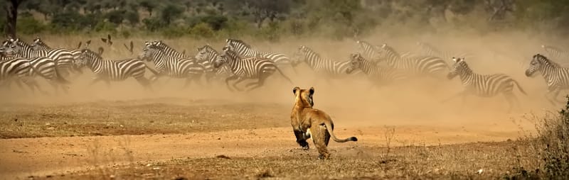 5 Days Ndutu Migration Safari - Safari Gallery
