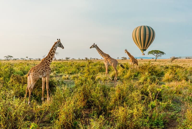 5 Days Ndutu Migration Safari - Safari Gallery