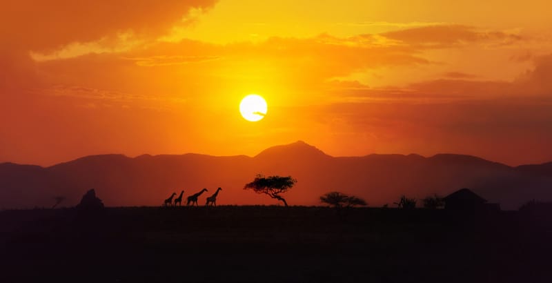 5 Days Ndutu Migration Safari - Safari Gallery