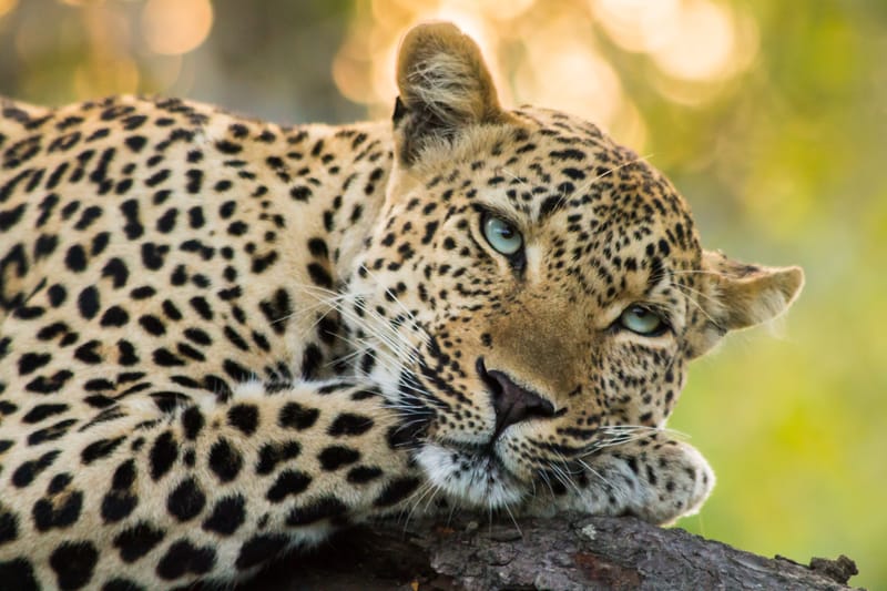 4 Days Safaris Best of Big five  - Safari Gallery