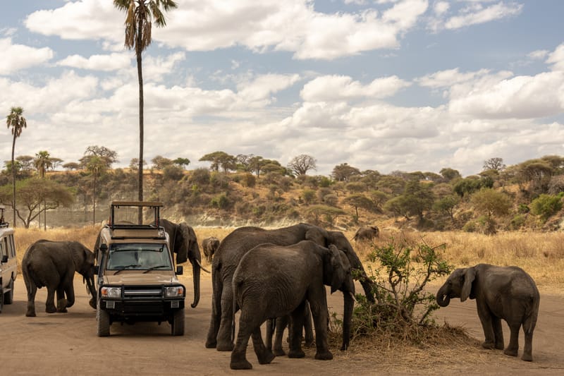 4 Days Safaris Best of Big five  - Safari Gallery