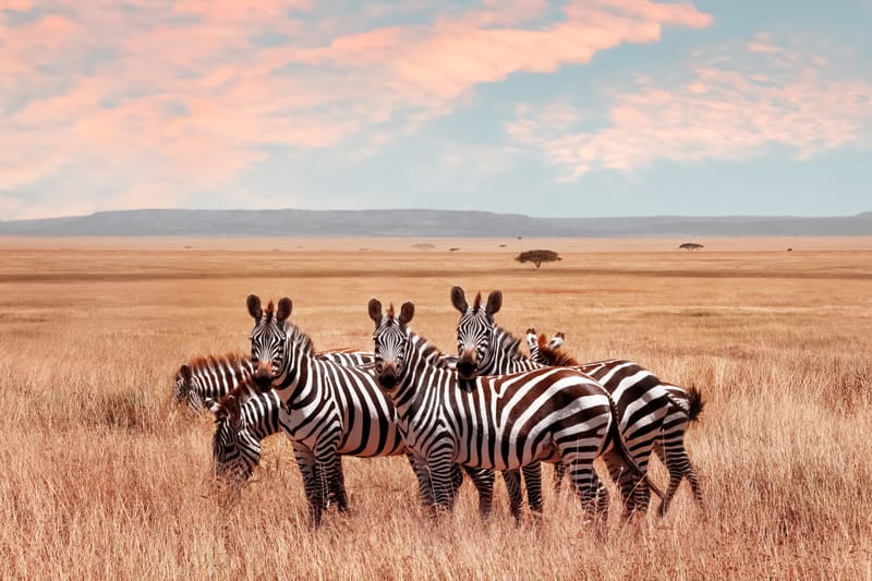 4 Days Safaris Best of Big five  - Safari Gallery