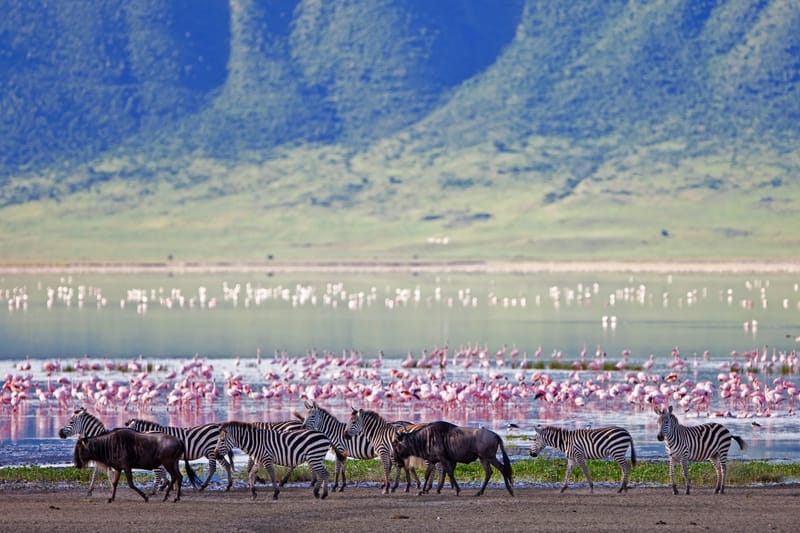 4 Days Safaris Best of Big five  - Safari Gallery