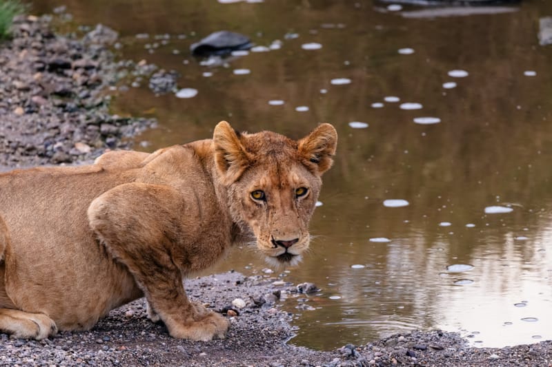 4 Days Safaris Best of Big five  - Safari Gallery