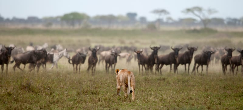 3 Days – Serengeti & Ngorongoro Safari - Safari Gallery