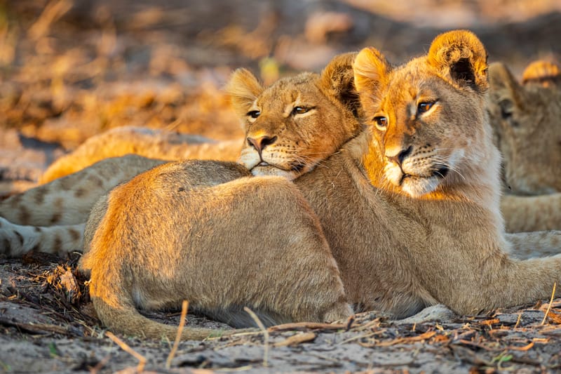 3 Days – Serengeti & Ngorongoro Safari - Safari Gallery