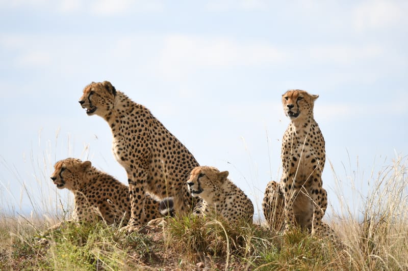 3 Days – Serengeti & Ngorongoro Safari - Safari Gallery