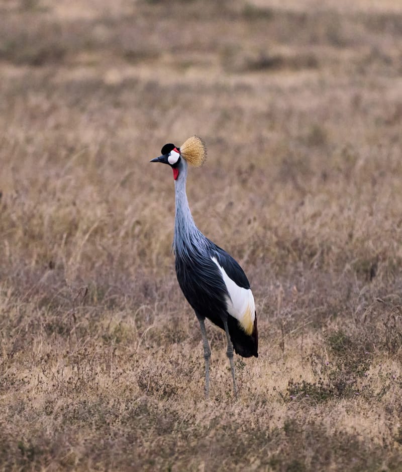 3 Days – Serengeti & Ngorongoro Safari - Safari Gallery