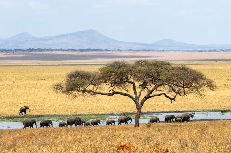 6 Days – Tanzania Classic Safari - Safari Gallery