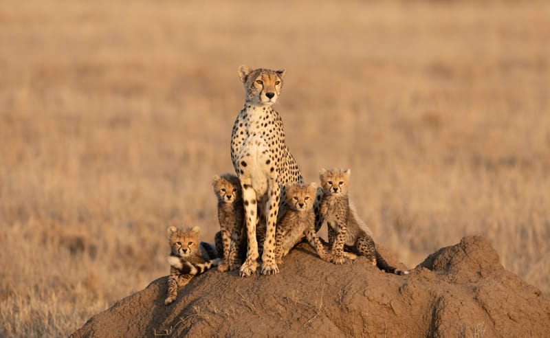 6 Days – Tanzania Classic Safari - Safari Gallery