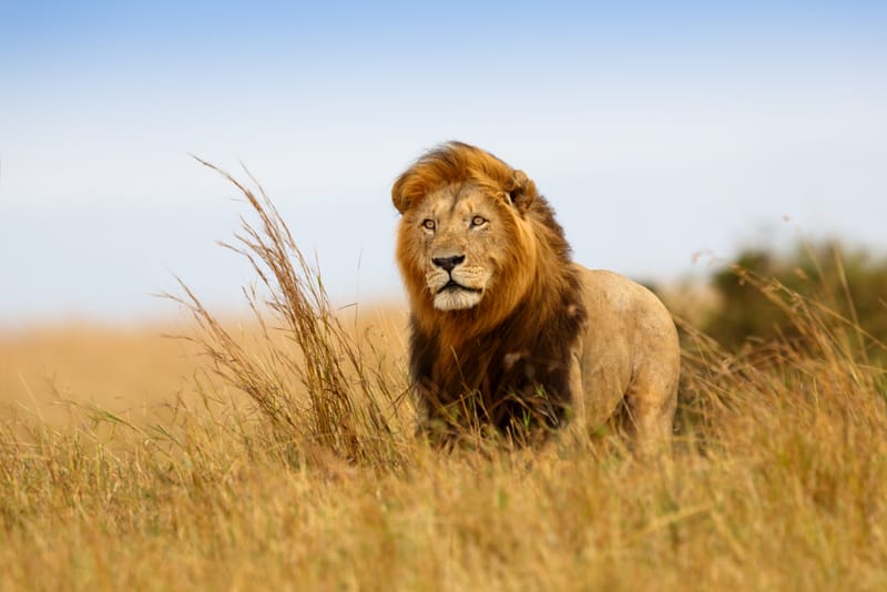 6 Days – Tanzania Classic Safari - Safari Gallery
