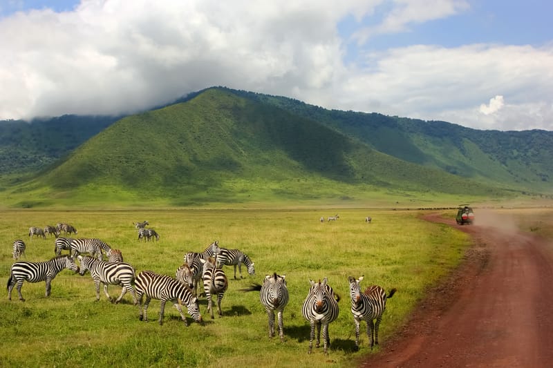 6 Days – Tanzania Classic Safari - Safari Gallery