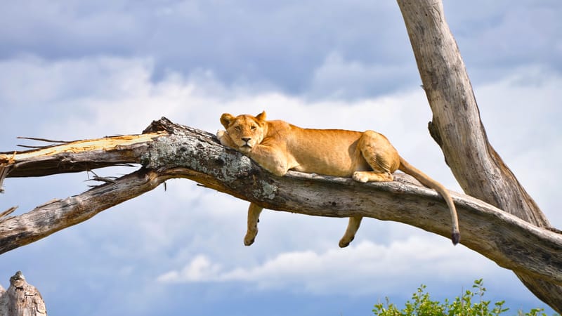 6 Days – Tanzania Classic Safari - Safari Gallery
