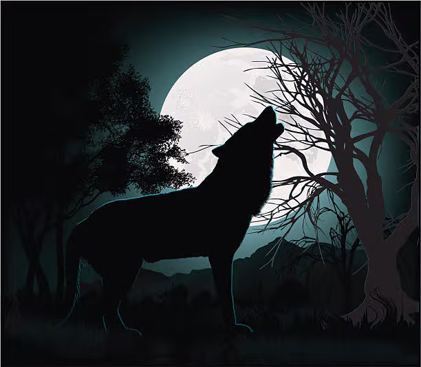 Loup hurlant à la lune