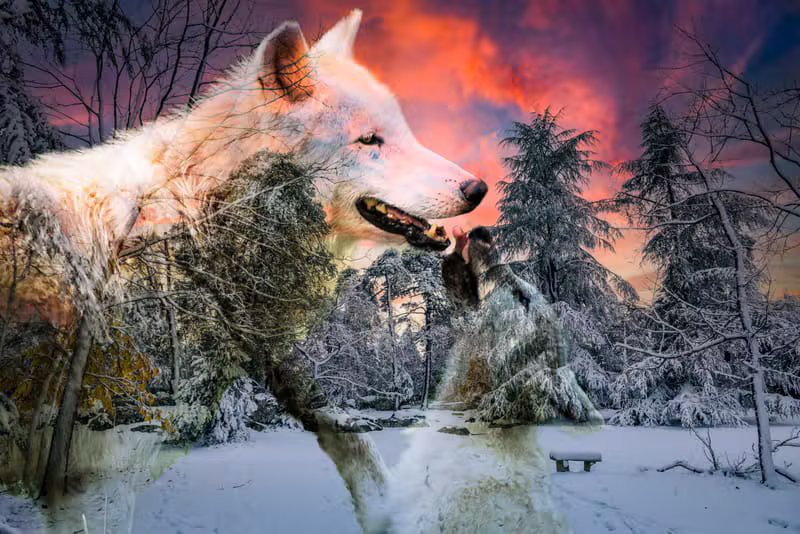 Loup superposé sur un paysage enneigé et ciel orangé