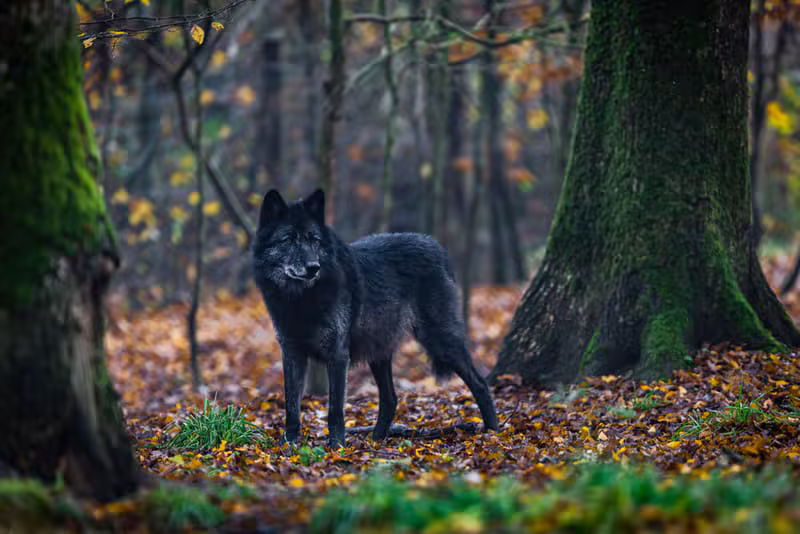 Magnifique loup noir véritable