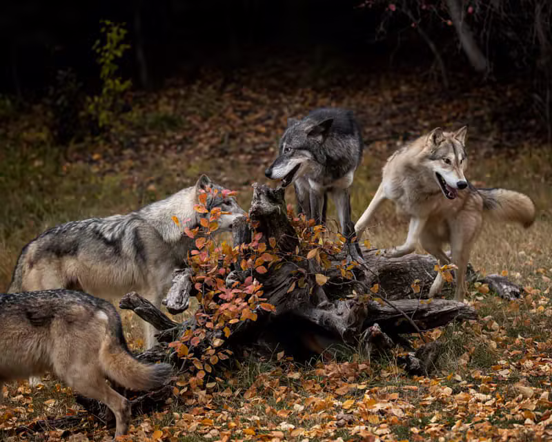 La meute de loups dans la forêt mystique