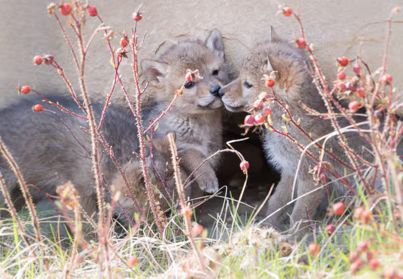 Le loup, la louve et leurs louveteaux dans la tanière