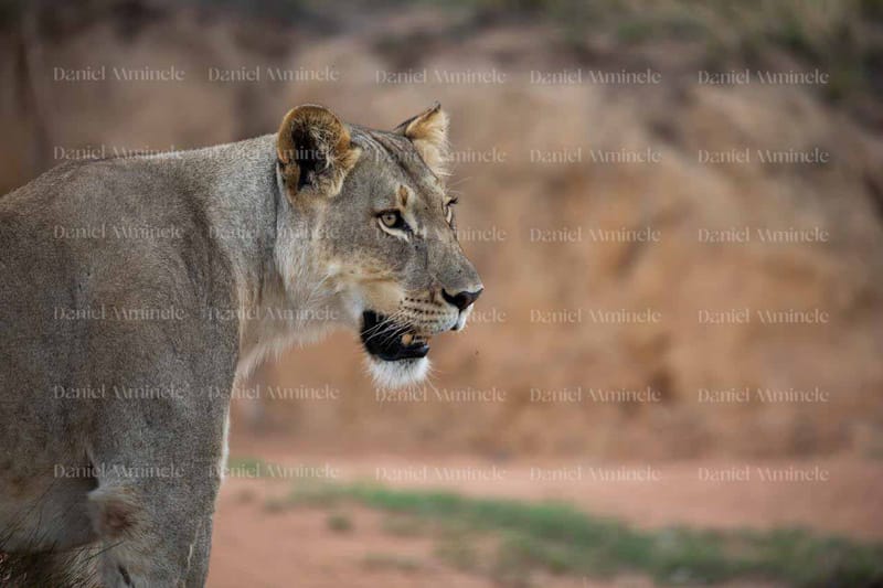 Wild Life