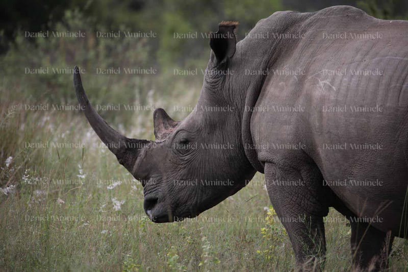 Wild Life