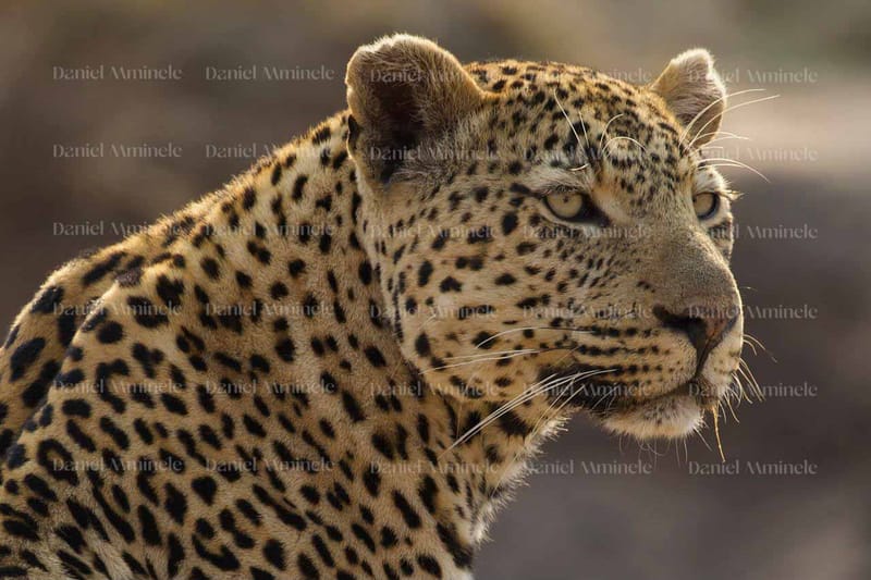 Wild Life